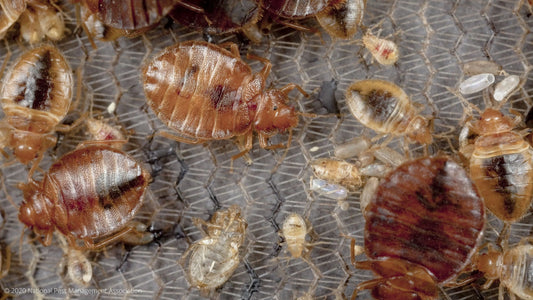 The Secondhand Fashion Scene: A Haven for Bedbugs?