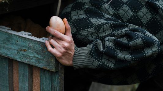 The Organic Revolution: Why Ethical and Healthy Eggs Are the New Luxury