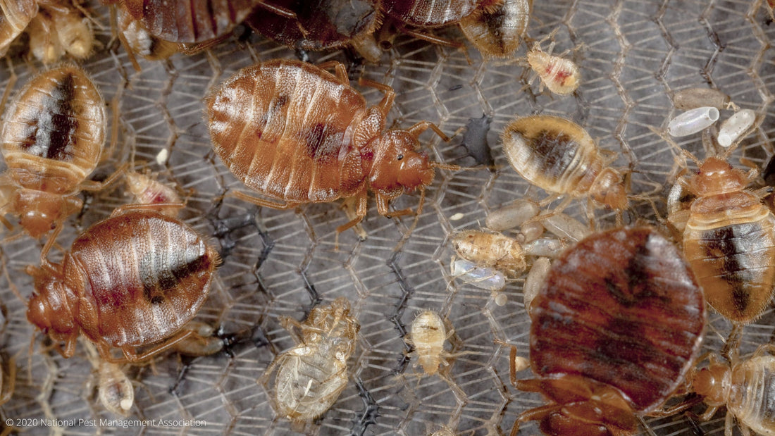 The Secondhand Fashion Scene: A Haven for Bedbugs?